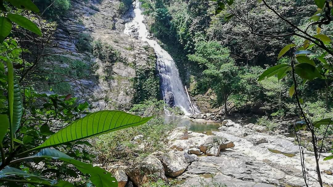 Cascada alta entre vegetación